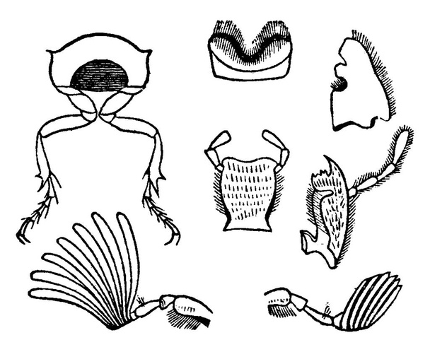 Fig 1. Section of body, Fig 2 Parts mouth, Fig 3 Antennas chafer, vintage engraved illustration. La Vie dans la nature, 1890. - Vector, Image
