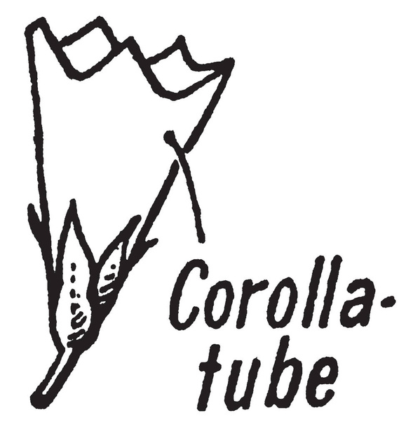 Een afbeelding van de corolla buis van een bloem die een buisvormige structuur gevormd door Verenigd bloemblaadjes, vintage lijntekening of gravure illustratie is. - Vector, afbeelding
