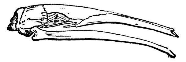 Anteater κεφάλι, παλιάς χρονολογίας, χαραγμένο εικονογράφηση. Φυσική ιστορία των ζώων, 1880 - Διάνυσμα, εικόνα