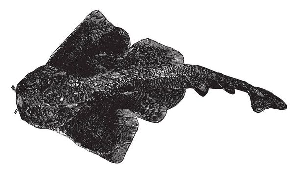 Angelfish - это небольшой род пресноводных рыб из семейства Cichlidae, рисунок винтажных линий или гравировка
. - Вектор,изображение