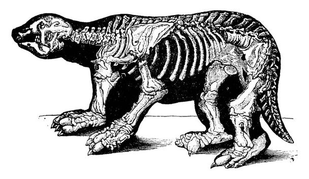 Скелет Megatherium, vintage вигравірувані ілюстрації. Науково-природознавчий тварин, 1880 - Вектор, зображення