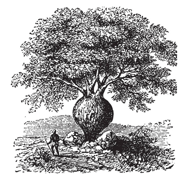 Láhev strom původně zařazena do rodiny Sterculiaceae rodák Queensland Austrálie, vintage kreslení čar nebo gravírování obrázku. - Vektor, obrázek
