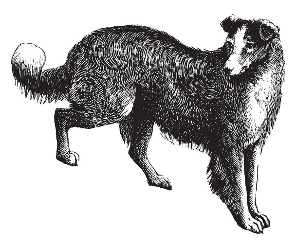 犬のイヌ、ビンテージの線描画や彫刻イラストのようなオオカミの一部を形成するイヌ属のメンバーであります。. - ベクター画像
