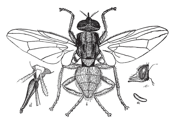 Fly rogu jest mały mucha opisany przez Linneusza, vintage rysowania linii lub Grawerowanie ilustracja. - Wektor, obraz