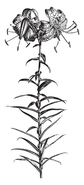Een afbeelding vertoont een tak en van gemeenschappelijke Tiger Lily bloem ook genoemd Lilium Tigrinum. De bloemen zijn heldere, diep oranje rood en bloeit in juli en augustus, vintage lijntekening of gravure illustratie. - Vector, afbeelding