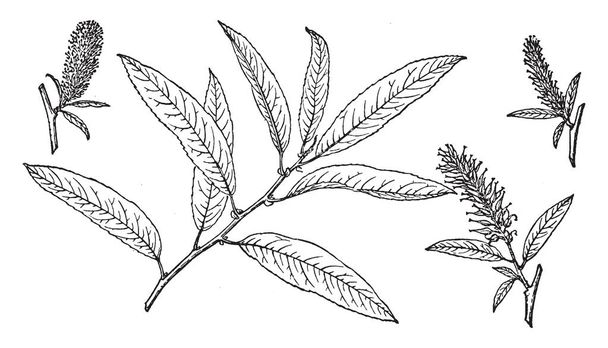 写真は、砂丘の柳の枝を示しています。いくつかのより広範な広葉樹の種は、楊柳と呼ばれます。葉が単純な羽脈し通常線形披針形、ビンテージの線描画や彫刻イラストです。. - ベクター画像