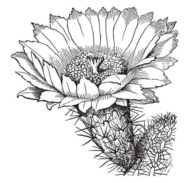 Cactus is flowering plants. The cactus capable of blooming when it is mature. Some cactus don't bloom until they are more than 30 years old, vintage line drawing or engraving illustration. - Vektör, Görsel