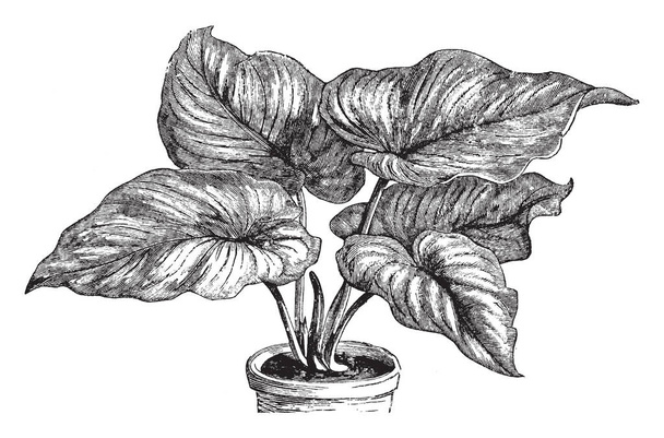 Esta imagem representa a planta Philodendron Mamei. Suas folhas são muito largas e grande haste em forma de coração menos planta, desenho de linha vintage ou gravura ilustração
. - Vetor, Imagem