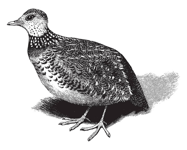Plain Wanderer es un ave el único representante de la familia Pedionomidae, dibujo de líneas vintage o ilustración de grabado
. - Vector, Imagen