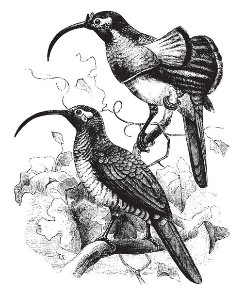 D Albertis Bird of Paradise que pode ser expandido como um ventilador, desenho de linha vintage ou gravura ilustração
. - Vetor, Imagem