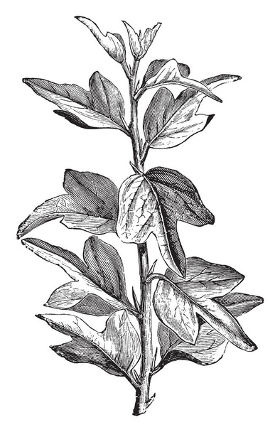 Un ramo giovane con più foglie fresche, disegno di linea vintage o illustrazione incisione
. - Vettoriali, immagini