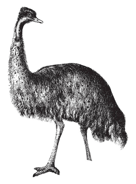 Emu é um nativo da Austrália é quase tão grande quanto a Avestruz, mas tem pernas mais curtas, desenho de linha vintage ou gravura ilustração
. - Vetor, Imagem