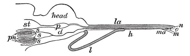 Esta ilustração representa Proboscis que é um canal para a saída da secreção do veneno, desenho de linha vintage ou gravura ilustração
. - Vetor, Imagem