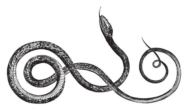 Фіолетовий тонка змія в Індії і фіолетовий тонка змія є фіолетовий і зелений з золотавого блиску, vintage штриховий малюнок або ілюстрація гравіювання. - Вектор, зображення