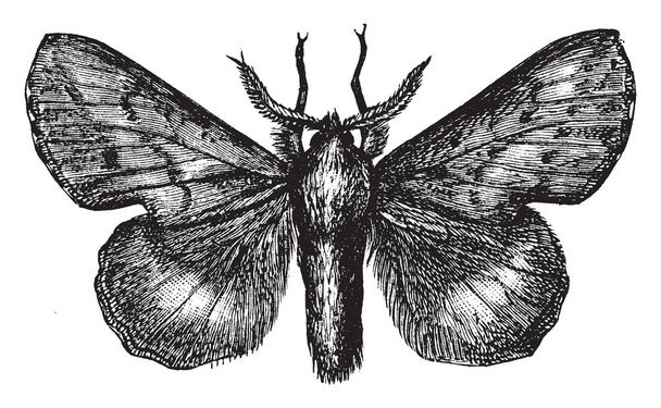 Lappet Moth in the Lasiocampidae family of eggars, vintage line drawing or engraving illustration. - Vector, Image