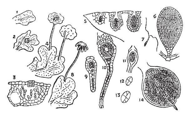 This is Liverwort Life Cycle. Initially sperm cells are occurs after this fertilization and sporophyte are done. At end meosis and gametophyte process are done. Cells and tissue generation stage, vintage line drawing or engraving illustration. - Vector, Image