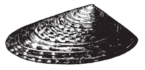 Limpet Shells zijn aantrekkelijke kleine buikpotigen die zitten ontdekt wanneer het tij laag, vintage lijntekening is of gravure van illustratie. - Vector, afbeelding