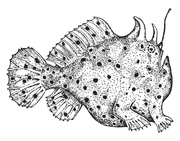 Antennariid olan Frogfishes, vintage çizgi çizme veya oyma illüstrasyon fener balığı ailesinin herhangi bir üyesini. - Vektör, Görsel