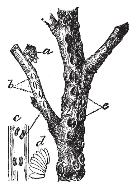 Buffalo Tree Hopper on lajia treehopper kuuluvat alaryhmään Membracinae, vintage line piirustus tai kaiverrus kuvitus
. - Vektori, kuva