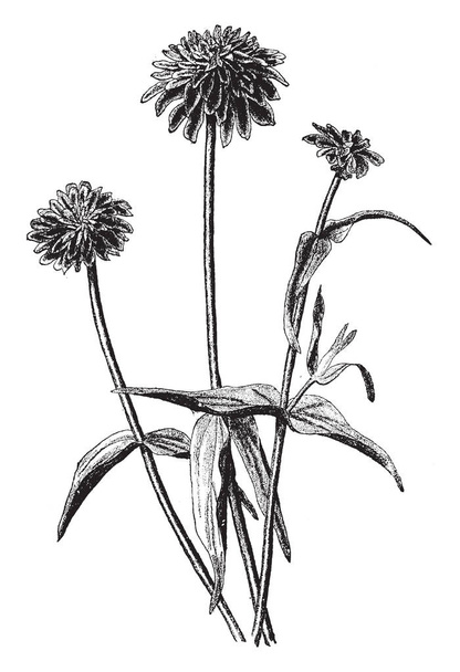 Zinnia est un genre de plantes de la famille des Marguerites. Ils sont originaires de broussailles et de prairies sèches dans une région allant du sud-ouest des États-Unis à l'Amérique du Sud, dessin à la ligne vintage ou illustration de gravure
. - Vecteur, image