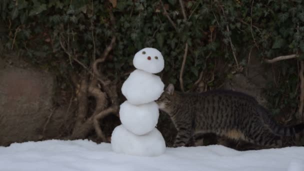 γάτα Τάμπι περιέργως sniffing χιονάνθρωπος - Πλάνα, βίντεο