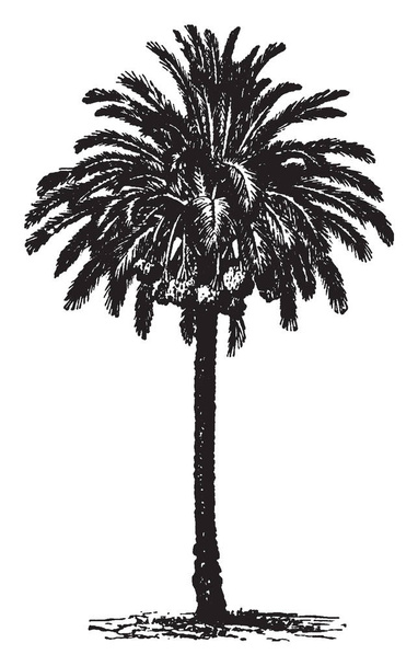 Een donkere schets van lange Dadelpalm boom met meerdere datums, vintage lijntekening of gravure illustratie hangen. - Vector, afbeelding