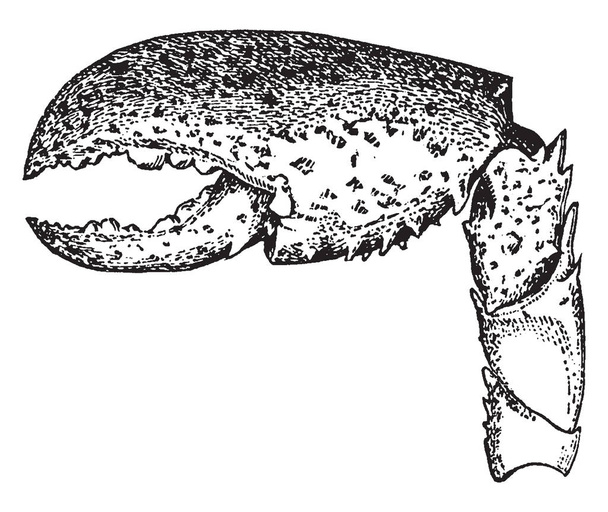 Garra de lagosta que termina alguns dos membros da maioria dos crustáceos, desenho de linha vintage ou gravura ilustração
. - Vetor, Imagem