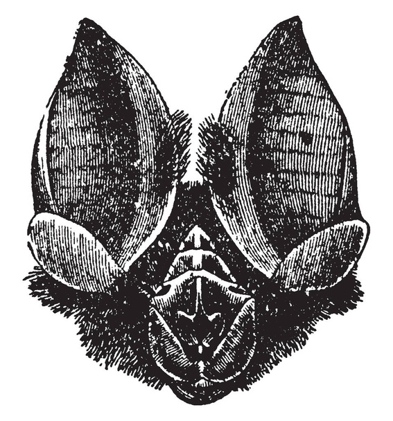 Rhinolophus Mitratus is a species of bat in the family Rhinolophidae, vintage line drawing or engraving illustration. - Vector, Image