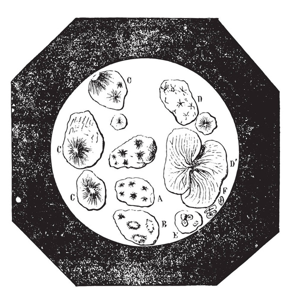 純粋なチコリ、ヴィンテージには、図が刻まれています。産業百科事典 e. o.ラミ - 1875 - ベクター画像