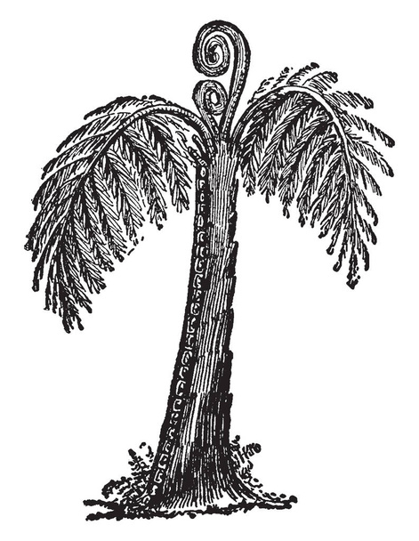 Una foto di felce gigante dell'albero. La felce è una pianta frondosa che cresce sulla superficie del terreno, disegno a linee vintage o incisione illustrazione
. - Vettoriali, immagini