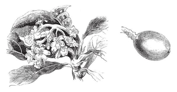 Cette image montre Inflorescence et fruits simples de Photinia Japonica connu sous le nom de Japon Medlar, Japon Coing, et Loquat ces arbres font dix et vingt pieds de haut, dessin de ligne vintage ou illustration de gravure
. - Vecteur, image