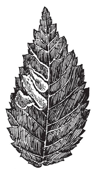 Questa illustrazione rappresenta le gallerie di minatori di foglie in olmo, il disegno a linee vintage o l'illustrazione dell'incisione
. - Vettoriali, immagini
