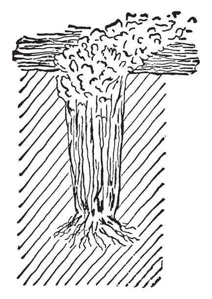 This illustration represents method of growing celery in trenches, vintage line drawing or engraving illustration. - Vector, Image