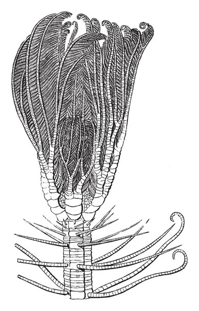 Pentacrinus głowa Meduzy można uznać jako jeden z największych cudów natury, vintage rysowania linii lub Grawerowanie ilustracja. - Wektor, obraz
