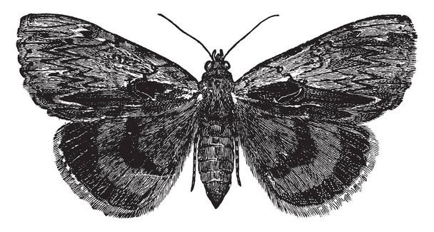 Catocala Moth is a generally Holarctic genus of moths in the Erebidae family, vintage line drawing or engraving illustration. - Vector, Image