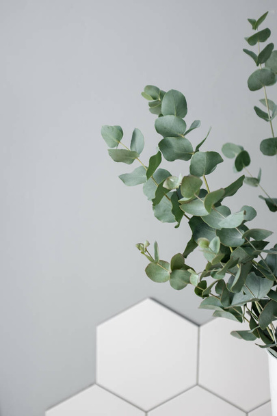 Eucalyptus in the home interior - Foto, Imagem