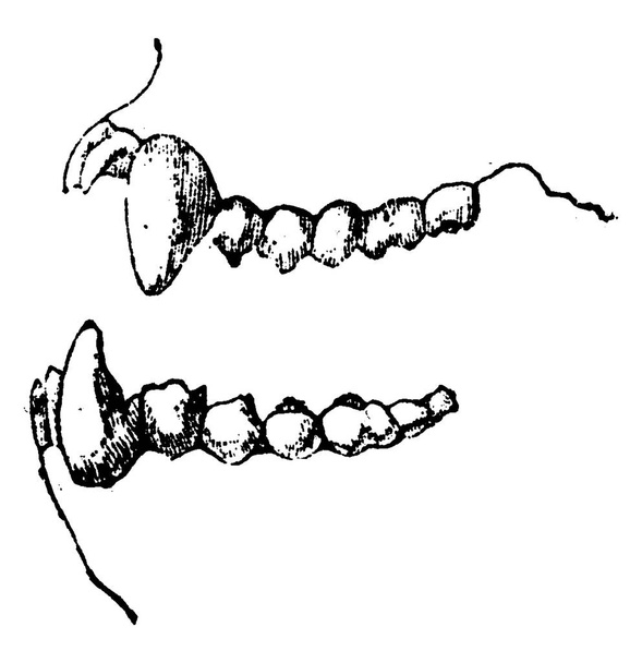 Denti di scimmia Africa, illustrazione incisa vintage. Storia naturale degli animali, 1880
 - Vettoriali, immagini