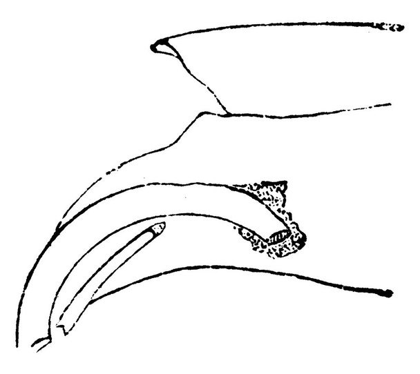 Заяц верхние резцы, винтажные гравированные иллюстрации. Естественная история животных, 1880
 - Вектор,изображение
