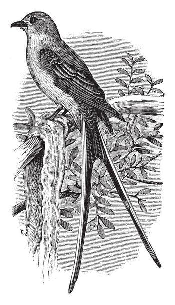 Ten obraz przedstawia Połykanie tailed Flycatcher, vintage linii rysunku lub grawerowania ilustracja. - Wektor, obraz