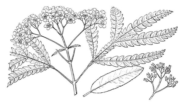 This is the branch of a Lyonothamnus tree. There are some flowers on tree's branc, vintage line drawing or engraving illustration. - Wektor, obraz