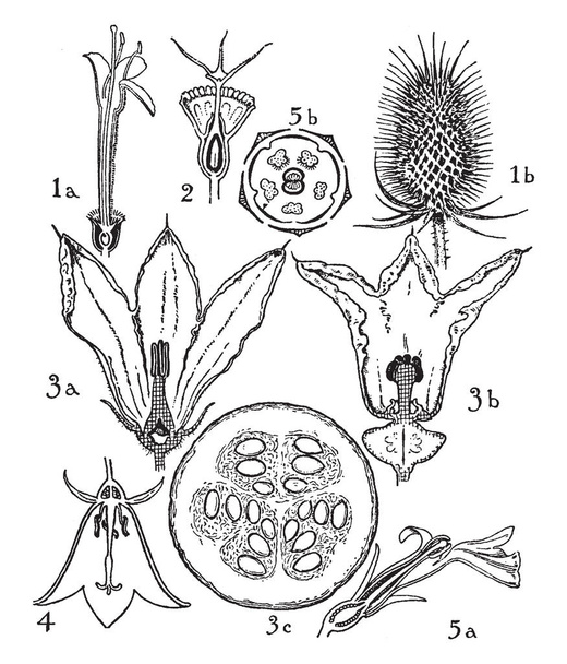 A képen látható Dispsacaceae megrendelések, Cucurbitaceae és Harangvirágfélék. Ez a kép illusztrálja a virágok: 1. termékek, 2. Scabiosa, 3. tök, 4. harangvirág és az 5. Lobelia, vintage vonalas rajz vagy metszet illusztráció. - Vektor, kép