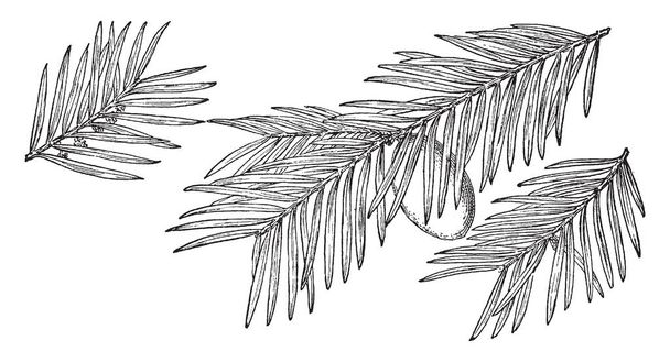 Un'immagine che mostra il ramo del cedro puzzolente che è anche conosciuto come Torreya taxifolia ed è nativo in tutto il sud-est degli Stati Uniti, disegno di linea vintage o illustrazione incisione
. - Vettoriali, immagini