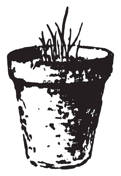 Questa illustrazione rappresenta una pianta di grano coltivato in una pentola stentata a causa della carenza di azoto nel terreno, disegno vintage o incisione illustrazione
. - Vettoriali, immagini