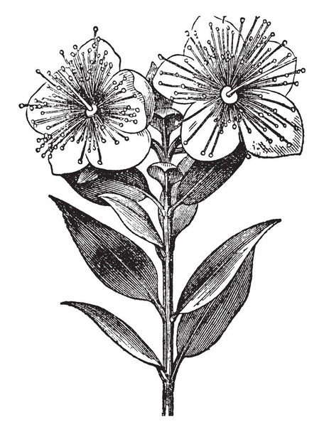 この植物には、反対方向、ビンテージ ライン図面またはイラストを彫刻で葉を持つ 2 つの花が含まれています。. - ベクター画像