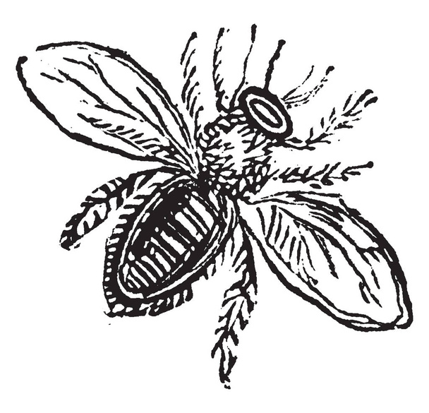 Οι μέλισσες τα ιπτάμενα έντομα στενά συνδεδεμένη με σφήκες και μυρμήγκια, εκλεκτής ποιότητας γραμμικό σχέδιο ή απεικόνιση χαρακτική. - Διάνυσμα, εικόνα