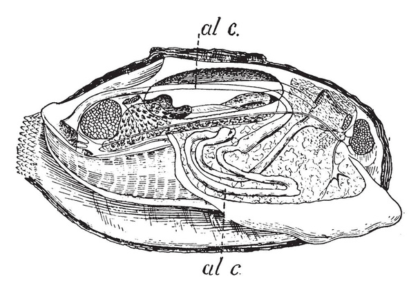 Mussel é o nome comum usado para membros de várias famílias de moluscos bivalves, desenho de linha vintage ou ilustração de gravura
. - Vetor, Imagem