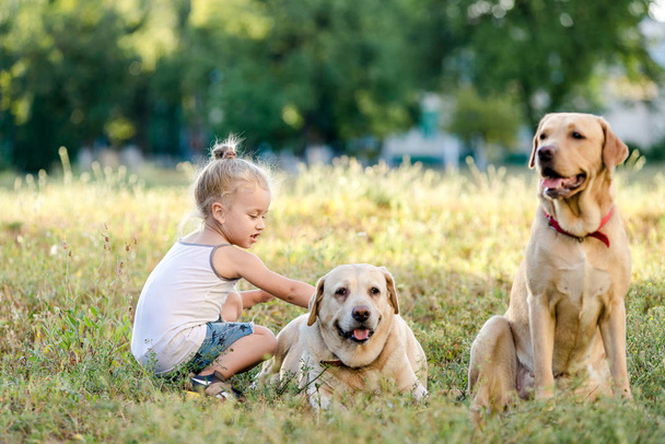 Petite fille blonde jouant avec deux labradors dans le parc d'été
. - Photo, image