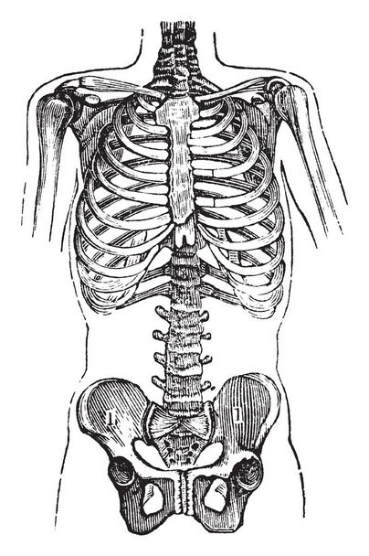 Esta ilustración representa el pecho y la pelvis, dibujo de línea vintage o ilustración de grabado
. - Vector, Imagen