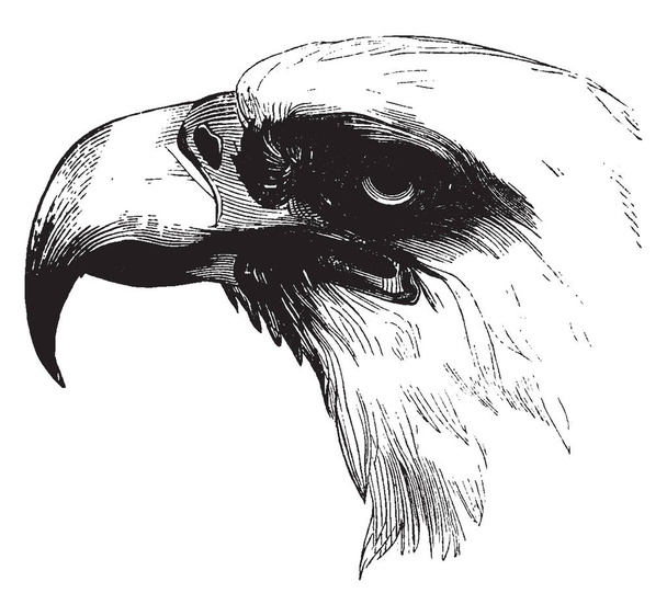 This diagram represents Head of a Bald Eagle, vintage line drawing or engraving illustration. - Wektor, obraz