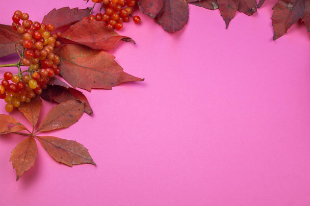 Autumn red leaves and berry on a pink background. Pastel colors. - Фото, изображение